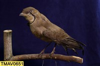 藏品(燕鴴)的圖片